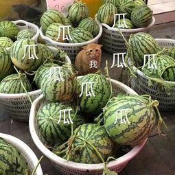 娱乐吃瓜在国外火不火,娱乐吃瓜现象，国外热度如何？  第2张